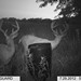 Hanke's Hunts Kansas Game Camera Photo