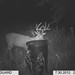 Hanke's Hunts Kansas Game Camera Photo