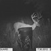 Hanke's Hunts Kansas Game Camera Photo
