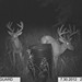 Hanke's Hunts Kansas Game Camera Photo
