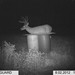 Hanke's Hunts Kansas Game Camera Photo