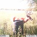 Hanke's Hunts Kansas Game Camera Photo
