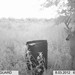 Hanke's Hunts Kansas Game Camera Photo