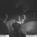 Hanke's Hunts Kansas Game Camera Photo