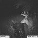 Hanke's Hunts Kansas Game Camera Photo