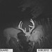 Hanke's Hunts Kansas Game Camera Photo
