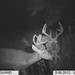 Hanke's Hunts Kansas Game Camera Photo