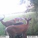 Hanke's Hunts Kansas Game Camera Photo