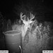 Hanke's Hunts Kansas Game Camera Photo