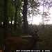 Hanke's Hunts Kansas Game Camera Photo