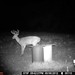 Hanke's Hunts Kansas Game Camera Photo