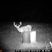 Hanke's Hunts Kansas Game Camera Photo