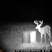 Hanke's Hunts Kansas Game Camera Photo