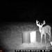 Hanke's Hunts Kansas Game Camera Photo
