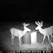 Hanke's Hunts Kansas Game Camera Photo
