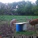 Hanke's Hunts Kansas Game Camera Photo