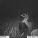 Hanke's Hunts Kansas Game Camera Photo
