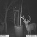 Hanke's Hunts Kansas Game Camera Photo