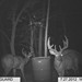 Hanke's Hunts Kansas Game Camera Photo