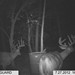 Hanke's Hunts Kansas Game Camera Photo