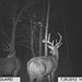 Hanke's Hunts Kansas Game Camera Photo