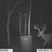 Hanke's Hunts Kansas Game Camera Photo