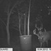 Hanke's Hunts Kansas Game Camera Photo