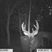 Hanke's Hunts Kansas Game Camera Photo