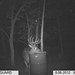 Hanke's Hunts Kansas Game Camera Photo