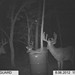 Hanke's Hunts Kansas Game Camera Photo