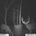 Hanke's Hunts Kansas Game Camera Photo
