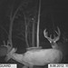 Hanke's Hunts Kansas Game Camera Photo