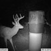Hanke's Hunts Kansas Game Camera Photo