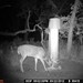 Hanke's Hunts Kansas Game Camera Photo