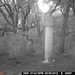 Hanke's Hunts Kansas Game Camera Photo