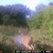 Hanke's Hunts Kansas Game Camera Photo