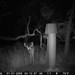 Hanke's Hunts Kansas Game Camera Photo