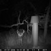 Hanke's Hunts Kansas Game Camera Photo
