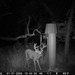 Hanke's Hunts Kansas Game Camera Photo