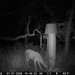 Hanke's Hunts Kansas Game Camera Photo