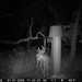Hanke's Hunts Kansas Game Camera Photo