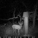 Hanke's Hunts Kansas Game Camera Photo
