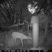 Hanke's Hunts Kansas Game Camera Photo