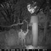 Hanke's Hunts Kansas Game Camera Photo