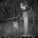 Hanke's Hunts Kansas Game Camera Photo