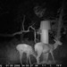 Hanke's Hunts Kansas Game Camera Photo
