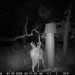 Hanke's Hunts Kansas Game Camera Photo