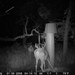Hanke's Hunts Kansas Game Camera Photo