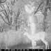 Hanke's Hunts Kansas Game Camera Photo