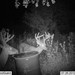 Hanke's Hunts Kansas Game Camera Photo